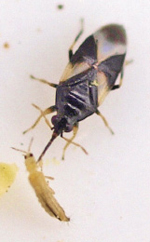 Photograph of adult pirate bug feeding on thrips.